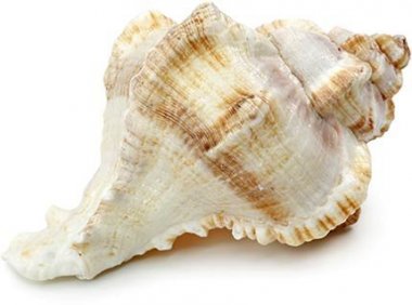 A tan and white spiral seashell found at the Cape San Blas Inn.