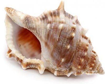 A brown and white spined seashell with a wide, open aperture.