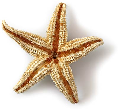 A textured, five-armed starfish against a white background, reminiscent of the coastal setting for Cape San Blas Inn policies.