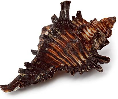 A brown murex seashell with a spiky, spiral-shaped exterior often found near the Cape San Blas Inn.